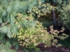 acer_japonicum_aconitofolium_17_08_2014