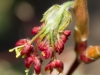 Acer japonicum vitifolium flower 22 04 14 KU BS