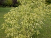 acer_negundo_variegatum_aureum_kubs_17_08_2014