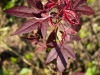 acer-palmatum-atropurpureum-vestovenai