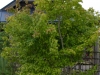 acer-palmatum-samogitia