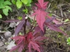 acer_palmatum_o_kagami_kaimas_28_06_2014