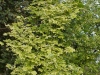 Acer platanoides