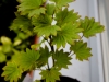 Acer shirasawanum aureum