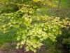 acer_shirasawanum_kubs_03_10_2014