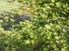 acer_shirasawanum_kubs_leaves_17_08_2014