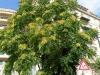 ailanthus-2013-07-05-09-44-54