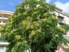 ailanthus-2013-07-05-09-45-01