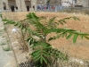 ailanthus-2013-07-06-14-06-30