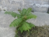 ailanthus-2013-07-06-14-10-48