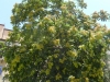 ailanthus-2013-07-06