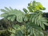 Albizia julibrissin