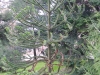 Araucaria