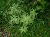 Caryopteris clandonensis 'Dyraisey'  summer sorbet 