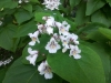 Catalpa speciosa