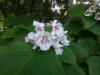 Catalpa speciosa