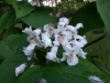 Catalpa speciosa