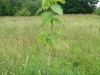 Catalpa speciosa