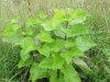 Catalpa speciosa