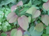 Cercidiphyllum japonicum