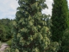 Chamaecyparis lawsoniana