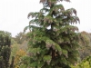 chaemocyparis_lawsoniana_monumentalis_kubs_2013