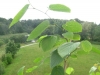 Corylopsis glabrescens, August 2012