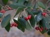 cotoneaster_lacteus_1212014