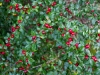 cotoneaster_multiflora_kubs_03_10_2014