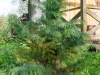 cryptomeria_elregans_pirtis_vestovenai_31_08-2014-1-of-1