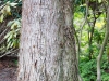 Cryptomeria kamienas  Rostoko Botanikos Sodas