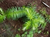 Cunninghamia lanceolata