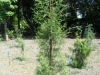 cupressus-atlantica