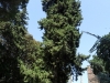 cupressus-benthami