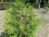 cupressus-chengiana