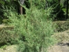 cupressus-duclouxiana