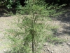 cupressus-sargentii