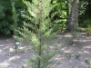 cupressus-semrivirens-agrimed