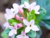 Daphne cneorum flower