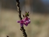 daphne_mezereum_flower