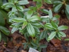 Daphne tangutica