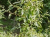 Elaeagnus multiflora