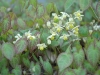 Epimedium versicolor 'Neosulphureum'