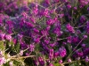 Erica carnea