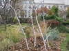 Fig protection in the Sofia Botanical garden