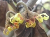 Hamamelis japonica