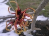 Hamamelis X intermedia