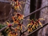 hamamelis_elena_feb_2016