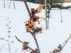 hamamelis_january