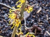 hamamelis_orange_beauty_18_01_15